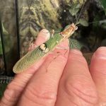 MantisPlace.com