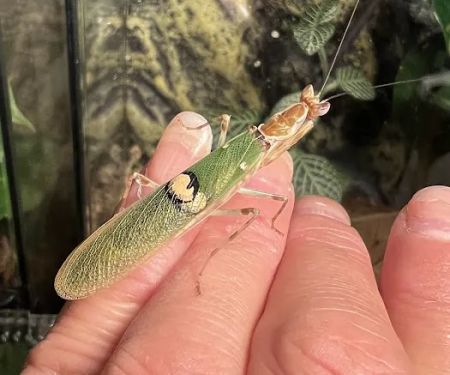 MantisPlace.com