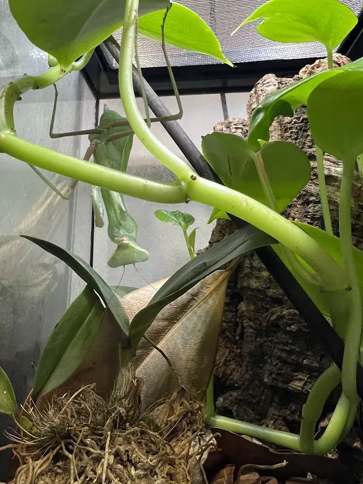 MantisPlace.com Picture 2