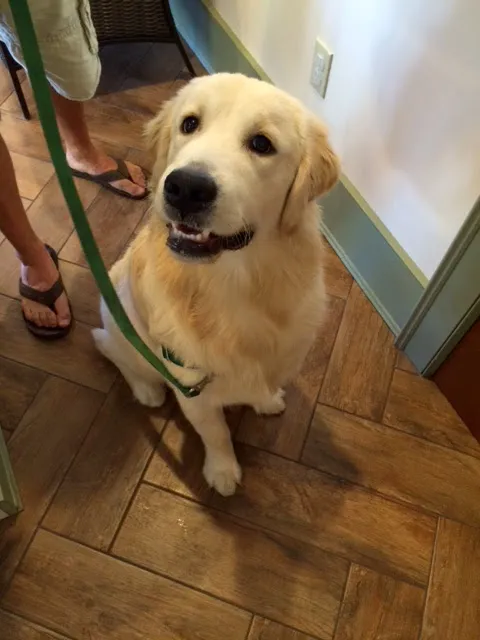 The Village Veterinary Center Picture 1