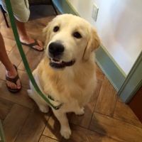 The Village Veterinary Center ico