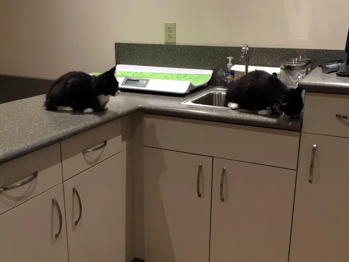 The Village Veterinary Center Picture 8