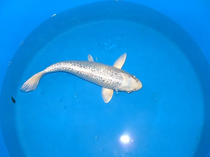 Black River Koi Picture 3