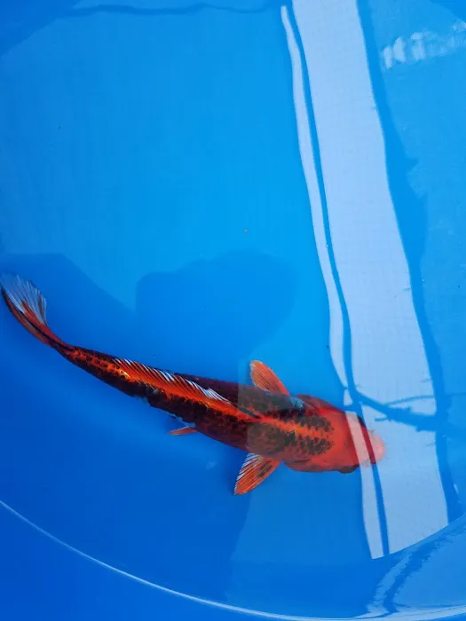 Black River Koi Picture 2