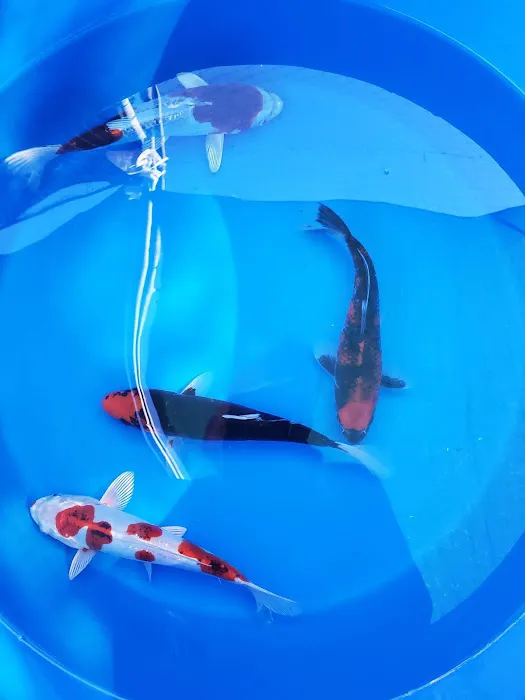 Black River Koi Picture 7