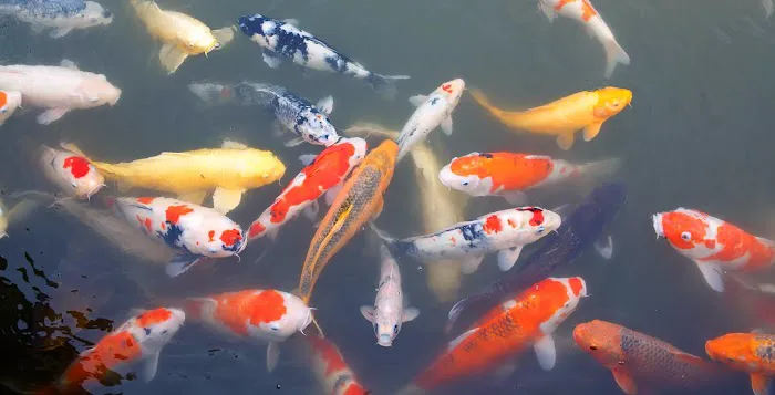 Black River Koi Picture 6