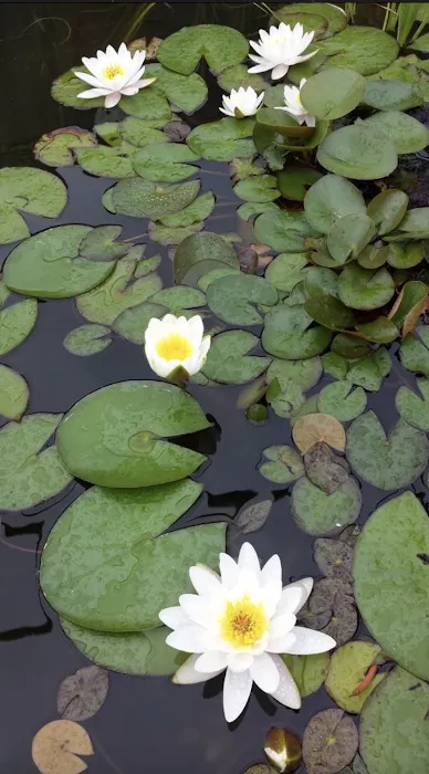 Black River Koi Picture 5