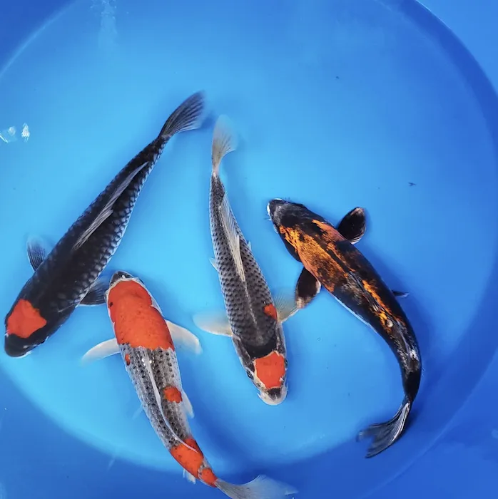 Black River Koi Picture 9