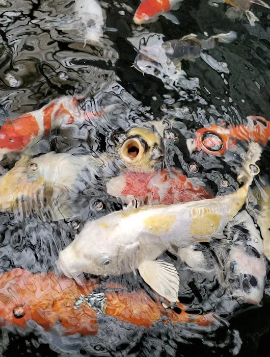 Black River Koi Picture 10