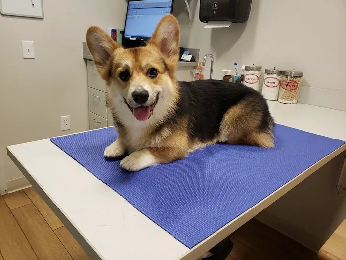Wickford Veterinary Clinic Picture 5