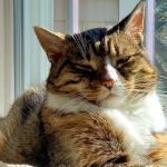 Wickford Veterinary Clinic