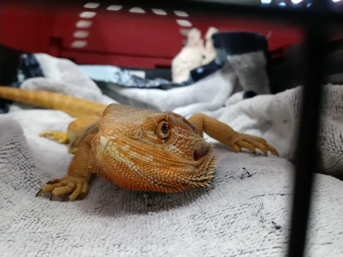 Wickford Veterinary Clinic Picture 4