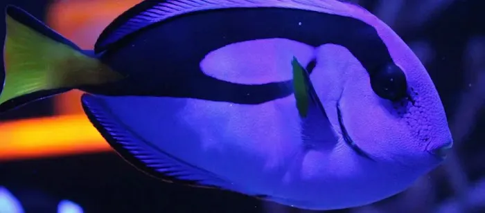 Aquatica Aquarium Gallery Picture 9