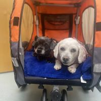 Ocean State Veterinary Specialists ico