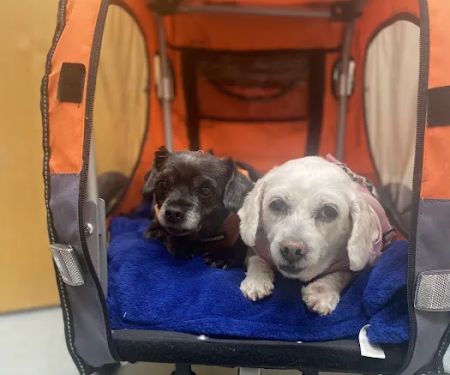 Ocean State Veterinary Specialists
