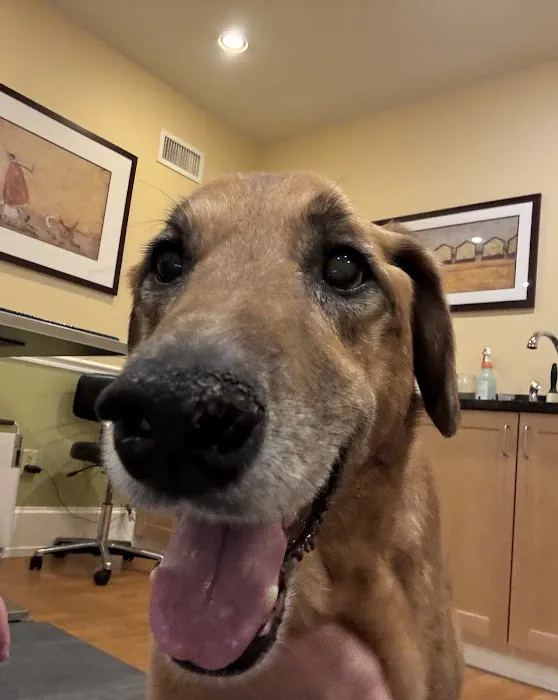 Ocean State Veterinary Specialists Picture 6