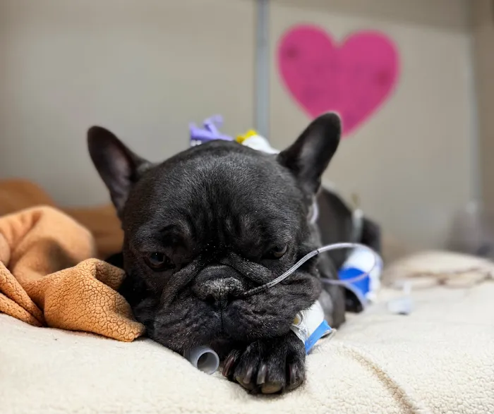 Ocean State Veterinary Specialists Picture 10