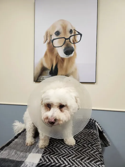 Ocean State Veterinary Specialists Picture 3