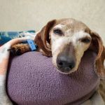 Greenwich Bay Animal Hospital