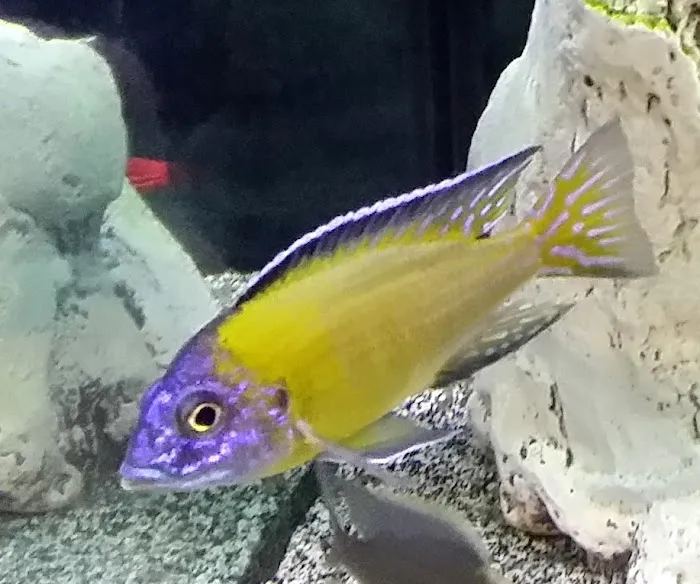 Rift Lake Aquatics Picture 4