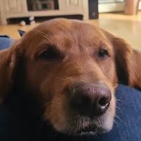 Safe Harbor Veterinary Services ico