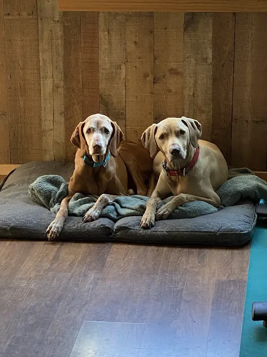 Greenwich Valley Vet Clinic Picture 6