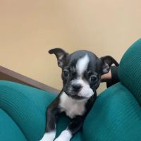 Petland Strongsville ico