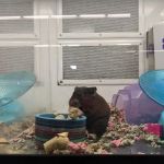 Petco