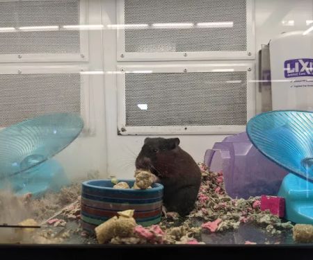 Petco