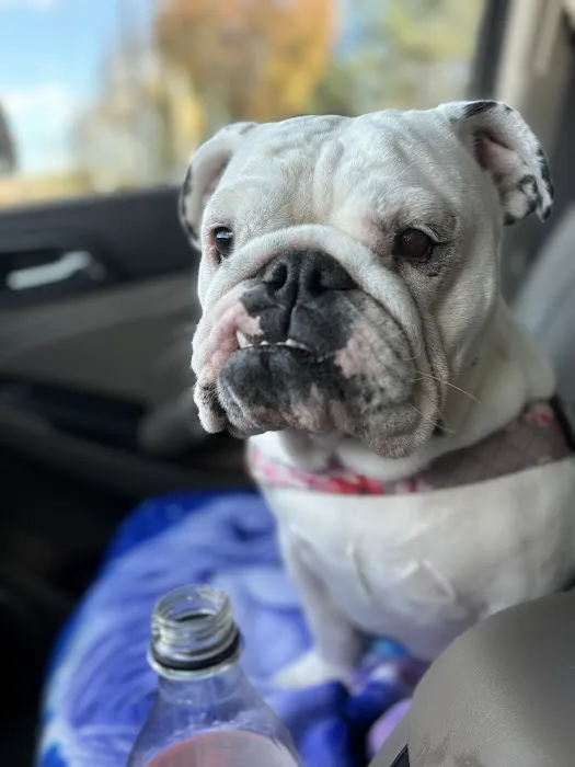 Eye Care for Animals - Warwick Picture 4