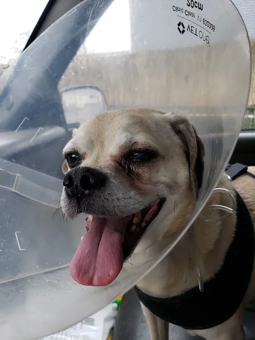 Eye Care for Animals - Warwick Picture 7