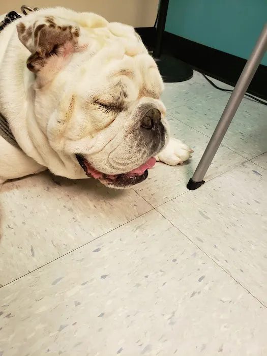 Eye Care for Animals - Warwick Picture 9