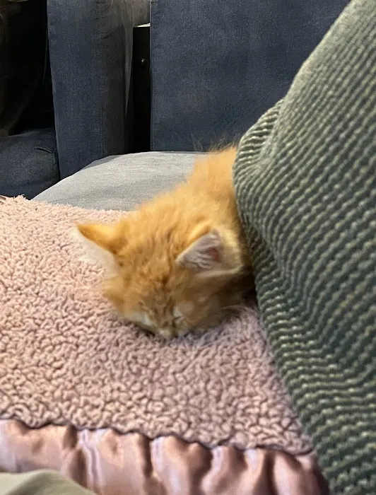 Pet's General Store Picture 2