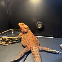 Pet's General Store ico