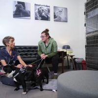 VEG ER for Pets ico
