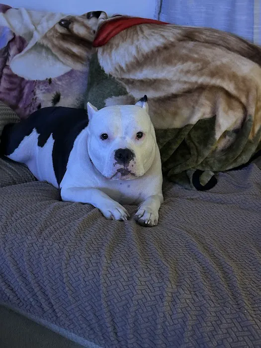 VEG ER for Pets Picture 9