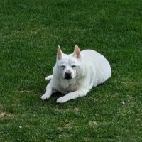Mercy Animal Hospital ico