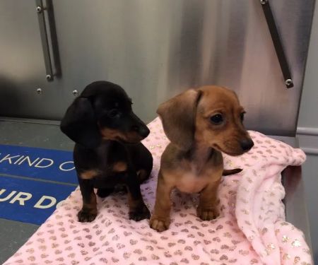 Oaklawn Animal Hospital