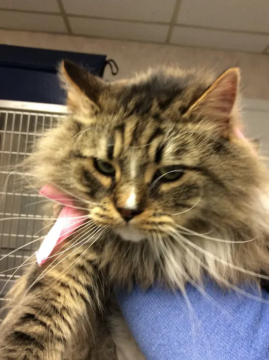 Oaklawn Animal Hospital Picture 2