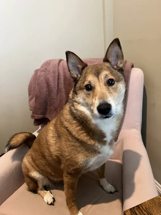 Warwick PetMedic Urgent Care Vet Clinic Picture 6