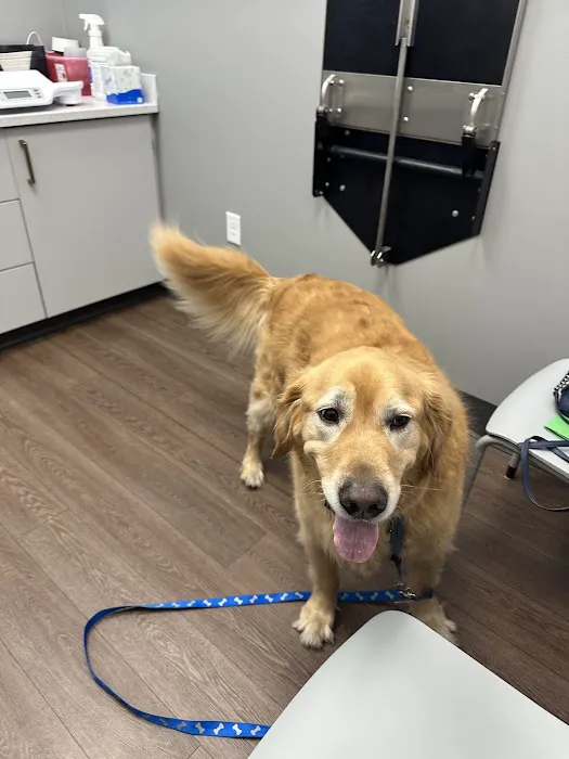 Warwick PetMedic Urgent Care Vet Clinic Picture 8