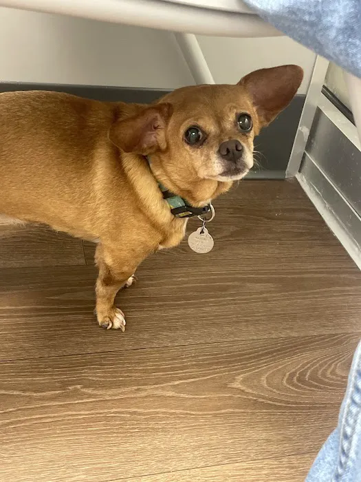 Warwick PetMedic Urgent Care Vet Clinic Picture 10