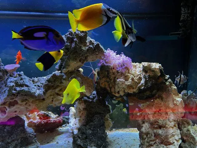 Alpha Aquatics NEO Picture 3