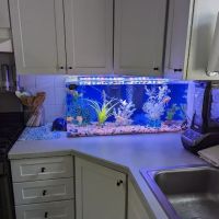 Alpha Aquatics NEO ico