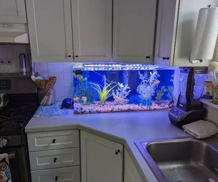 Alpha Aquatics NEO