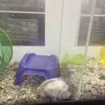 Pet Supplies Plus Brunswick