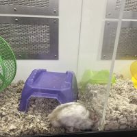 Pet Supplies Plus Brunswick ico
