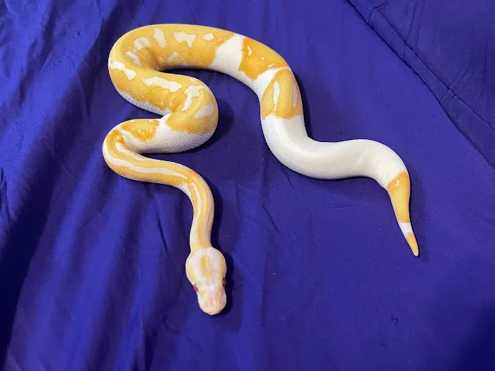 Cutting Edge Ball Pythons Picture 4