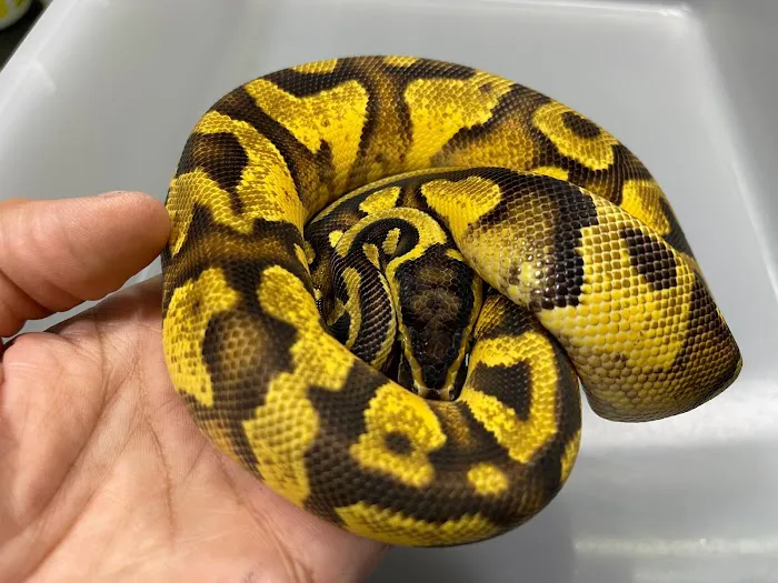 Cutting Edge Ball Pythons Picture 2