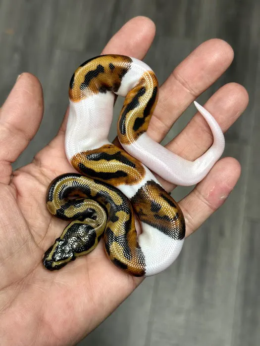 Cutting Edge Ball Pythons Picture 5